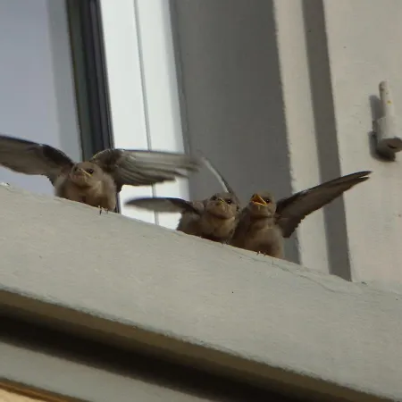 Restaurant Du ホテル Stosswihr