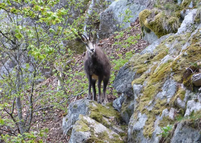Restaurant Du Stosswihr